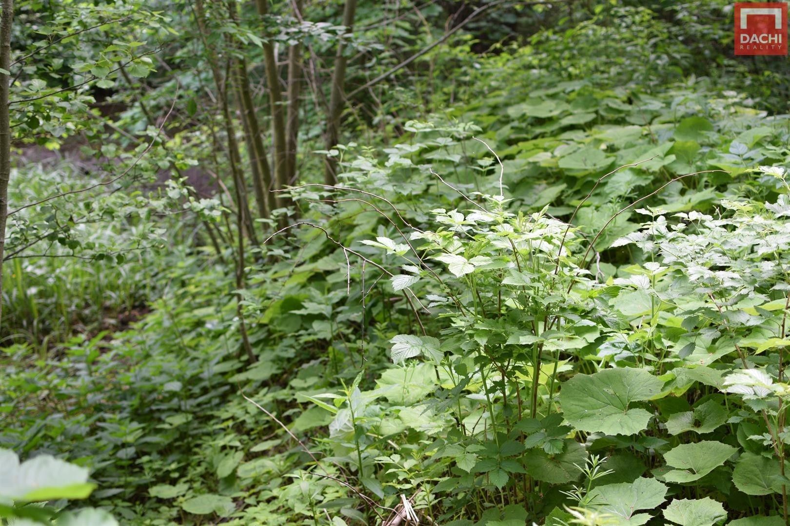 Prodej pozemek - Horní Heřmanice, 4 584 m² - 5