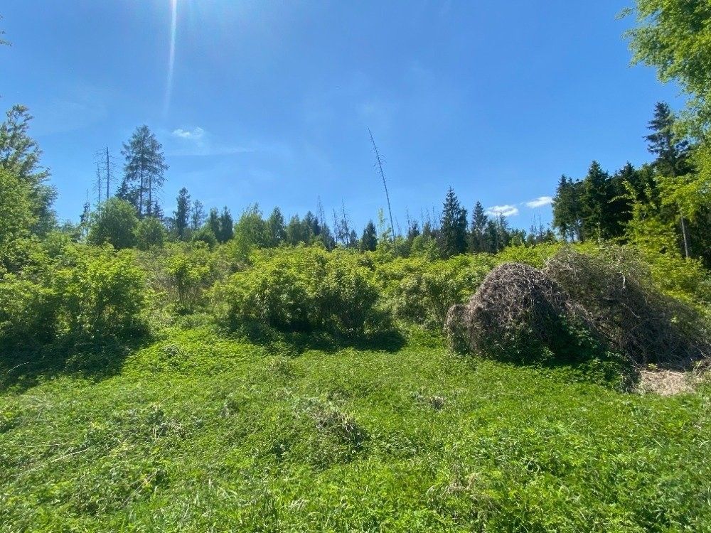 Prodej les - Kropáčova Vrutice