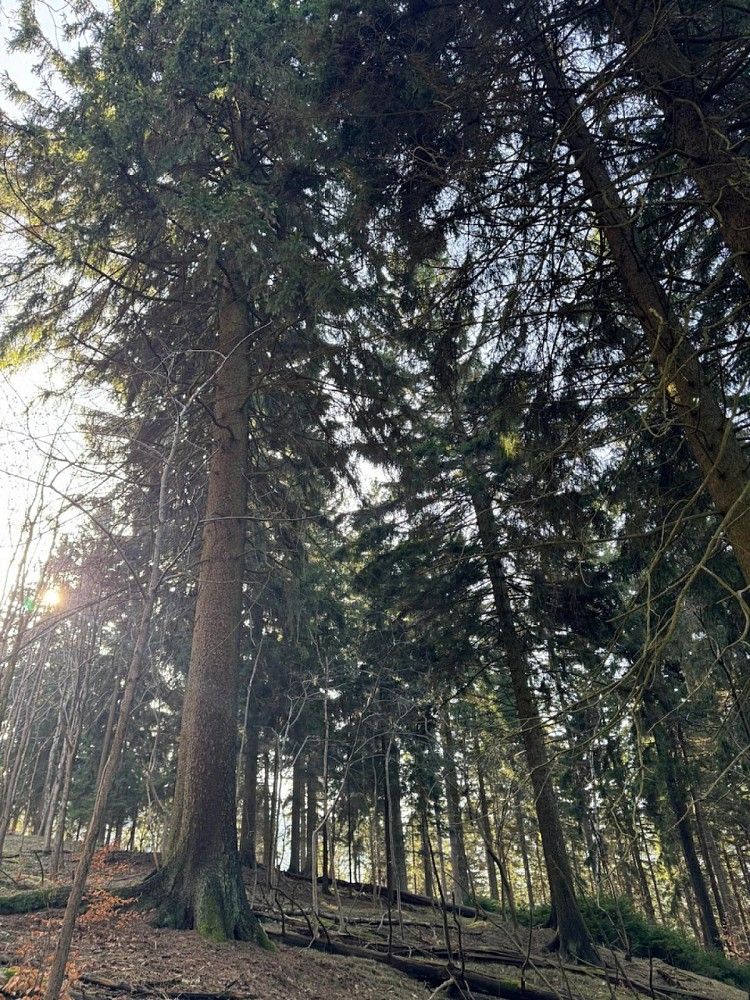 Prodej les - Proseč pod Ještědem - Milonice, okres Liberec, Liberecký kraj - 2