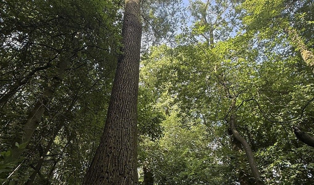 Pozemky pro bydlení, Rybí, 742 65