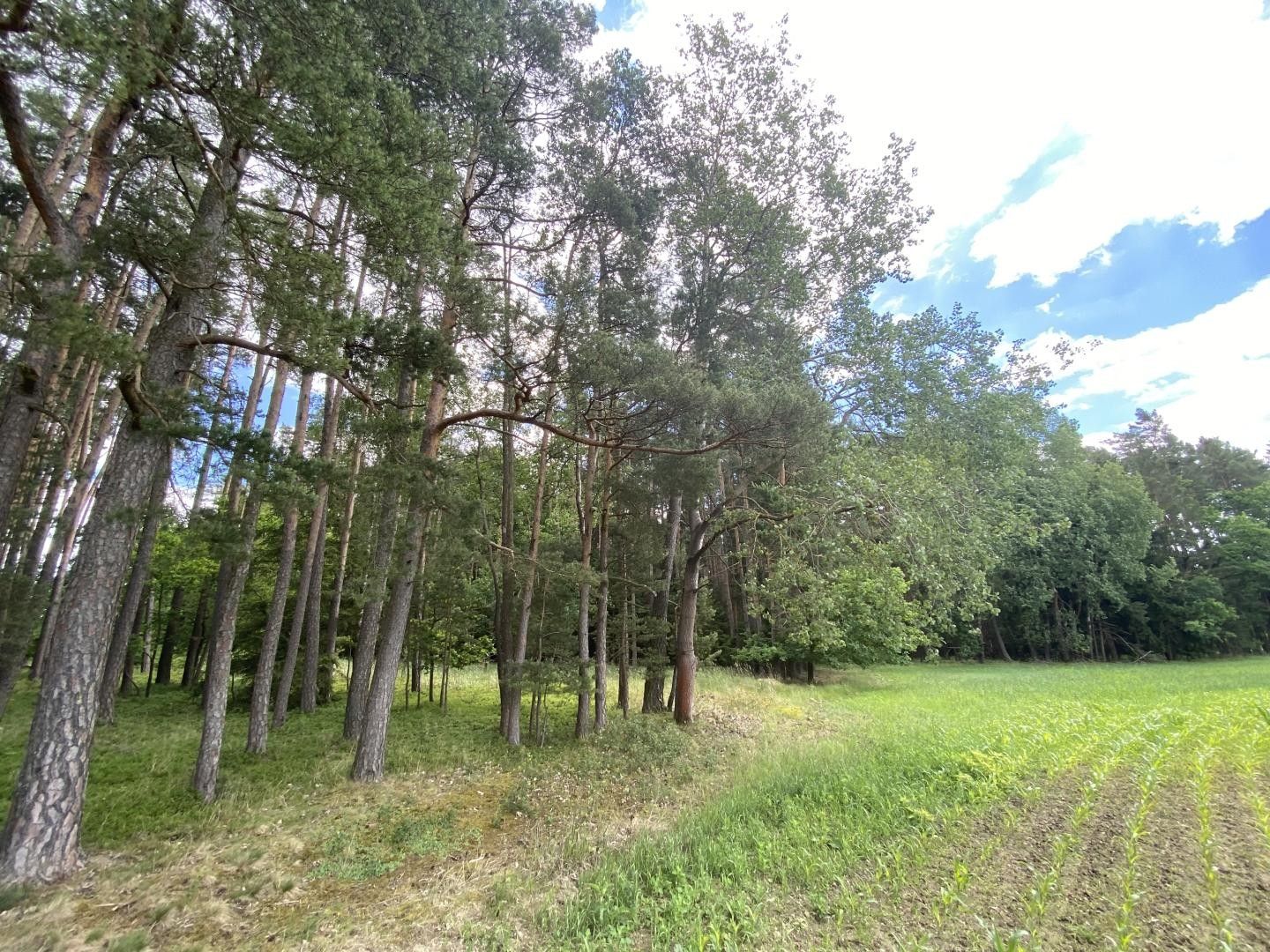 Les, 1 004 m²