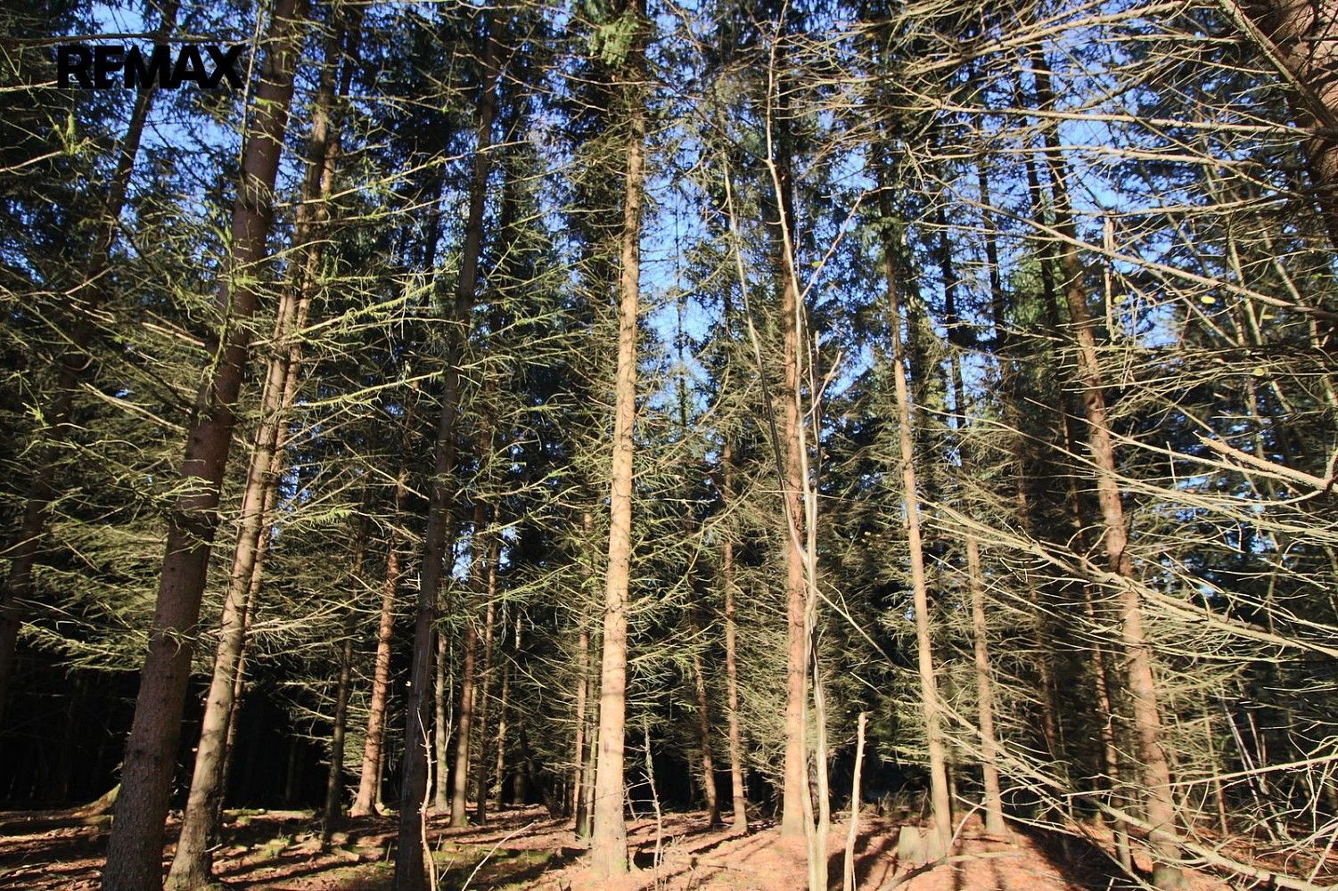 Prodej les - Myslív, okres Klatovy, Plzeňský kraj - 2