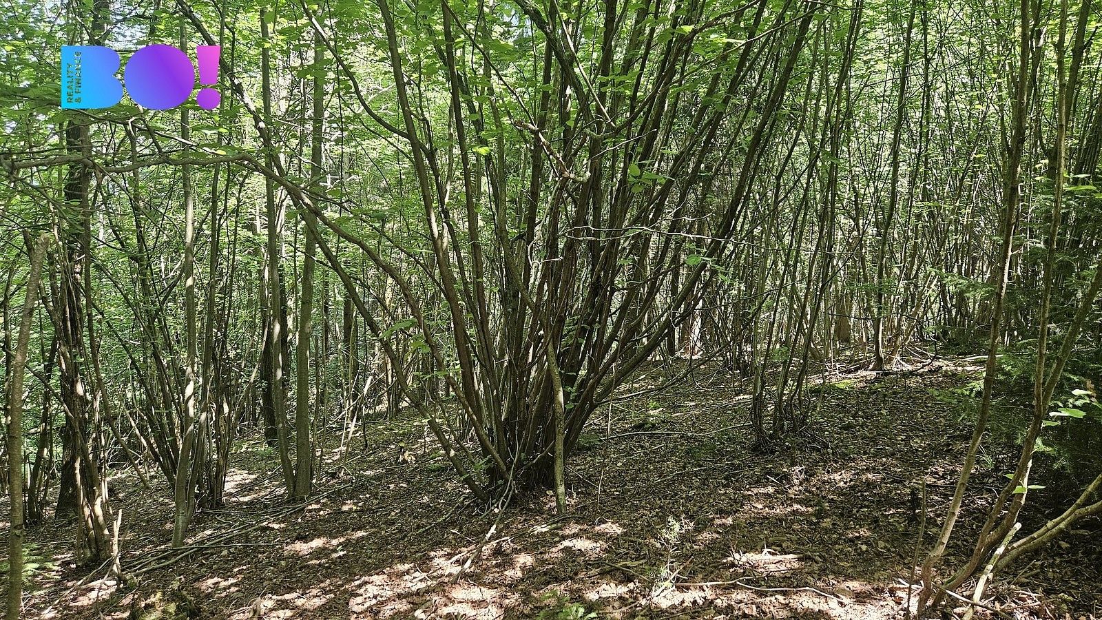 Lesy, Valašská Polanka, okres Vsetín, Zlínský kraj - 2
