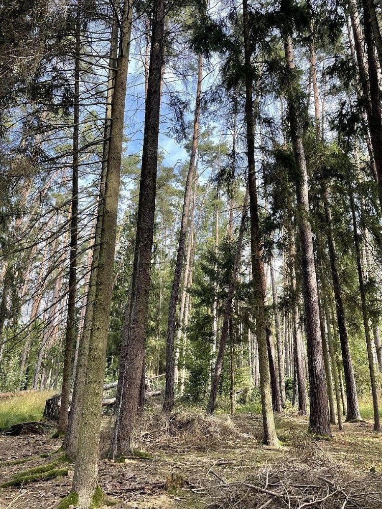 Pozemek · Drahov - Bezvěrov, okres Tábor, Jihočeský kraj - 4