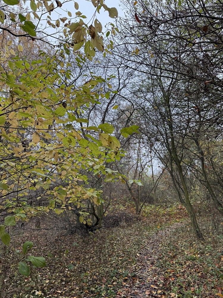 Ostatní, Průhonice - Nýřany, okres Praha-západ, Středočeský kraj - 1
