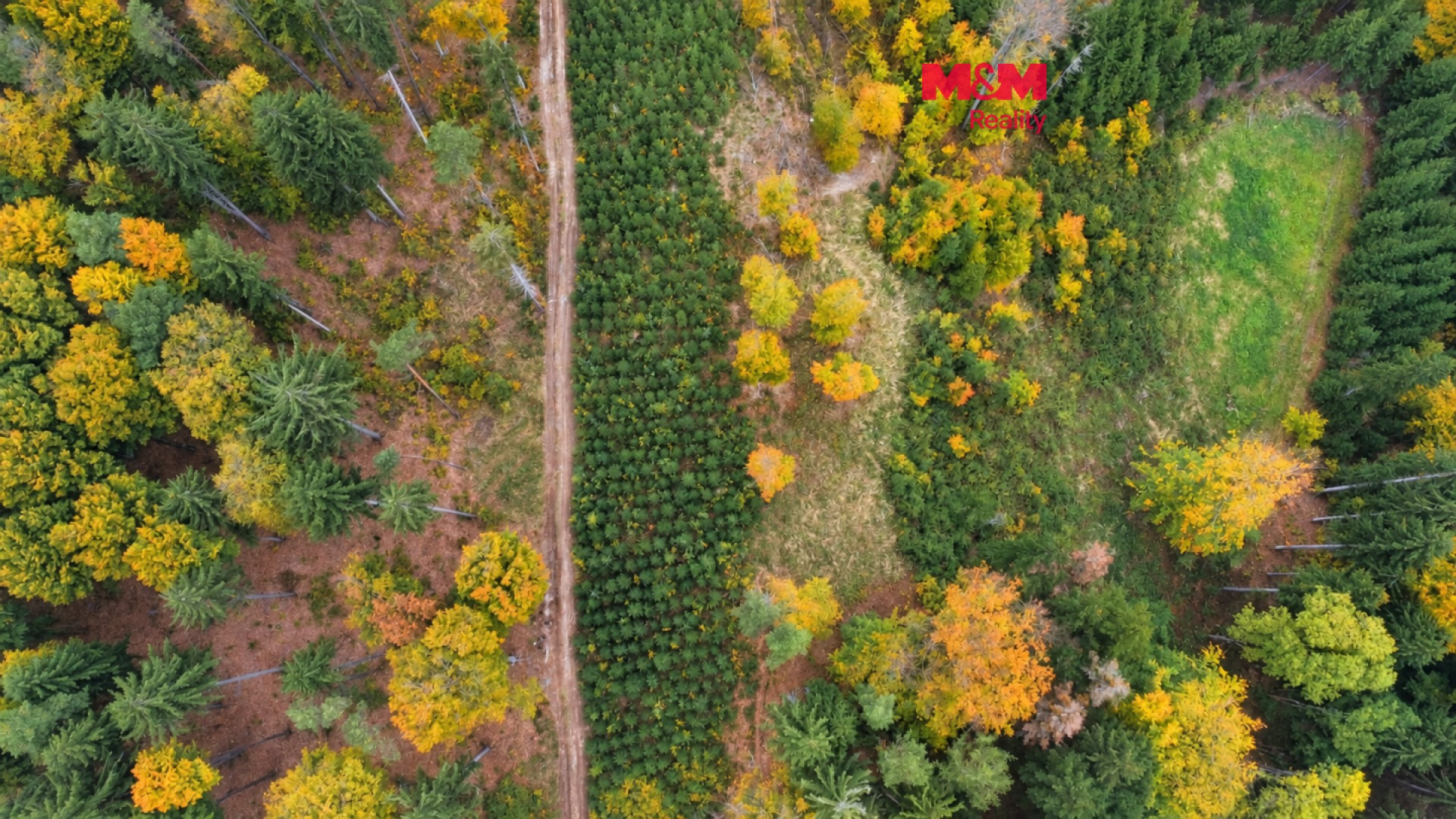 Prodej les - Luže Doly - 1