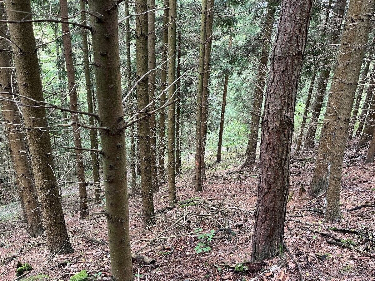 Prodej pozemek pro bydlení - Semily, 513 01