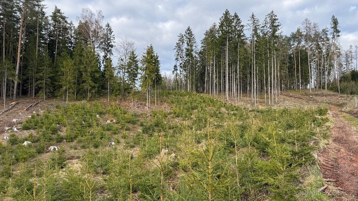 Prodej pozemek pro bydlení - Pecka, 507 82