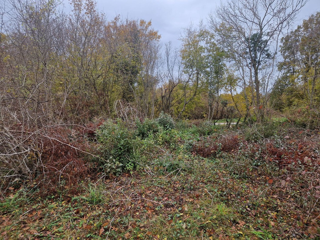 Zemědělský pozemek · Barban, Istarska županija, Chorvatsko - 3