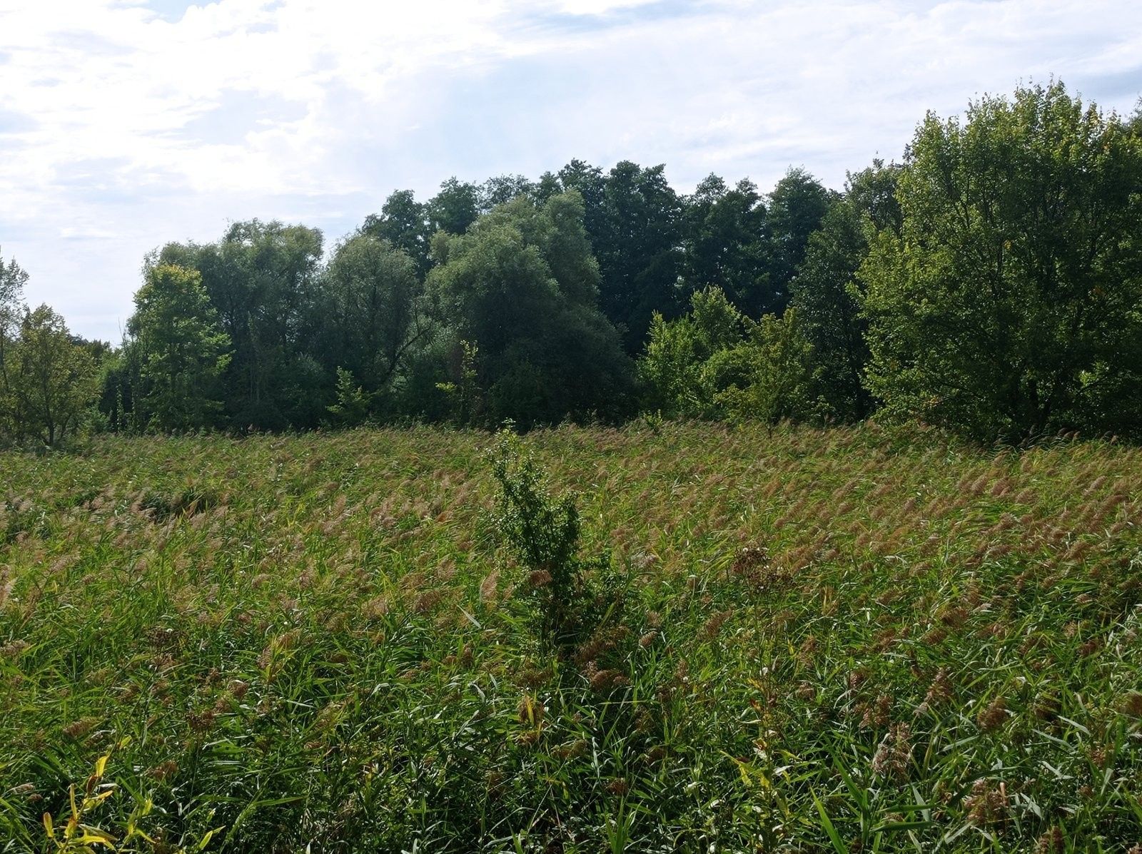 Ostatní, Brod nad Dyjí, 6 724 m² - 1