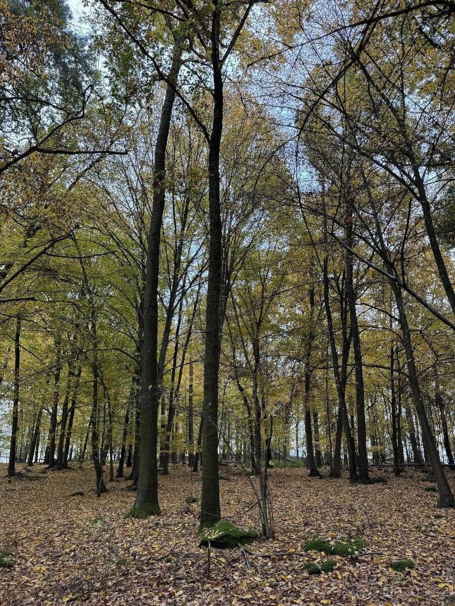 Prodej pozemek pro bydlení - Netvořice, 257 44