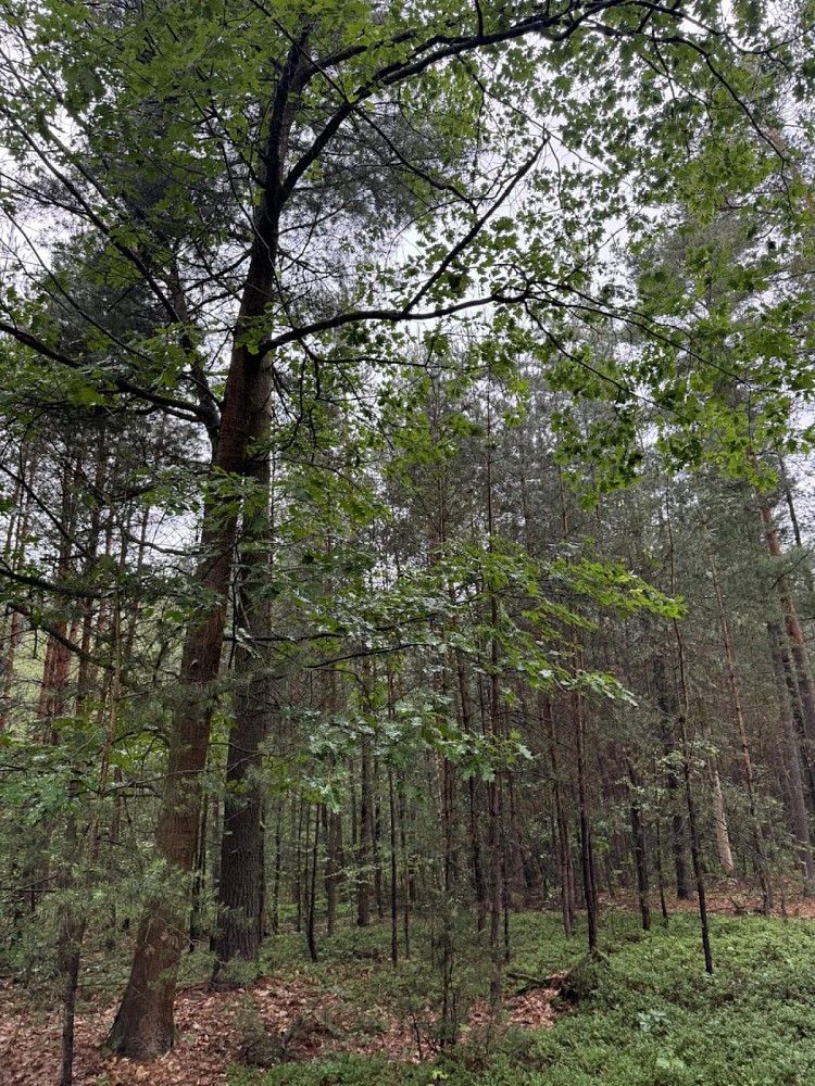 Prodej les - Dobříč - Čivice, okres Plzeň-sever, Plzeňský kraj - 5