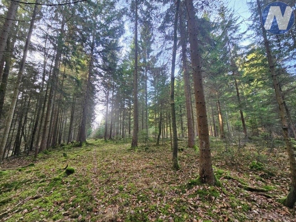 Lesy, Borovany, 9 174 m² - 1