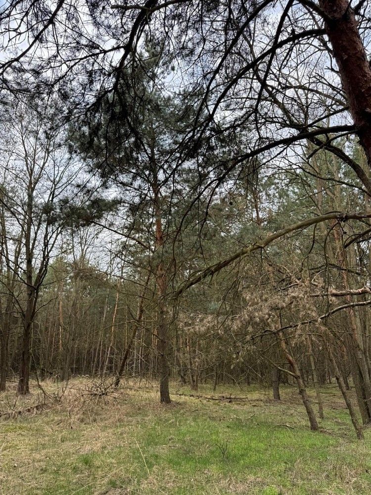 Les · Račice, okres Litoměřice, Ústecký kraj - 3