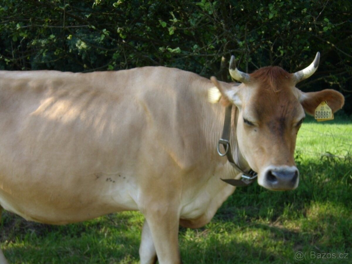 Pozemky pro bydlení, Vysoká u Mělníka, 277 24