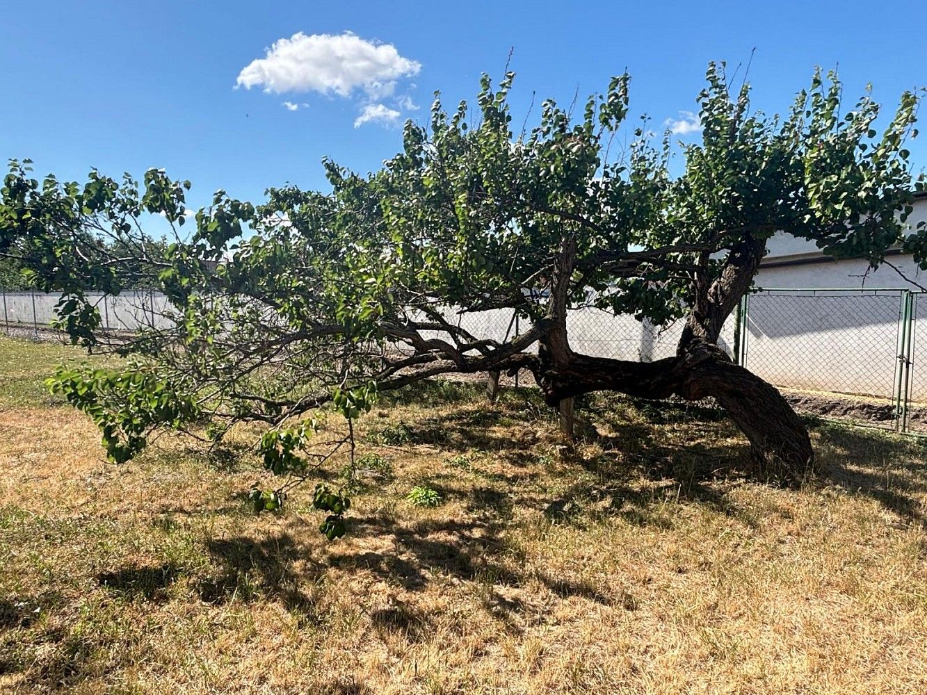 Prodej rodinný dům - Hlavní, Březí, okres Břeclav, 214 m² - 5