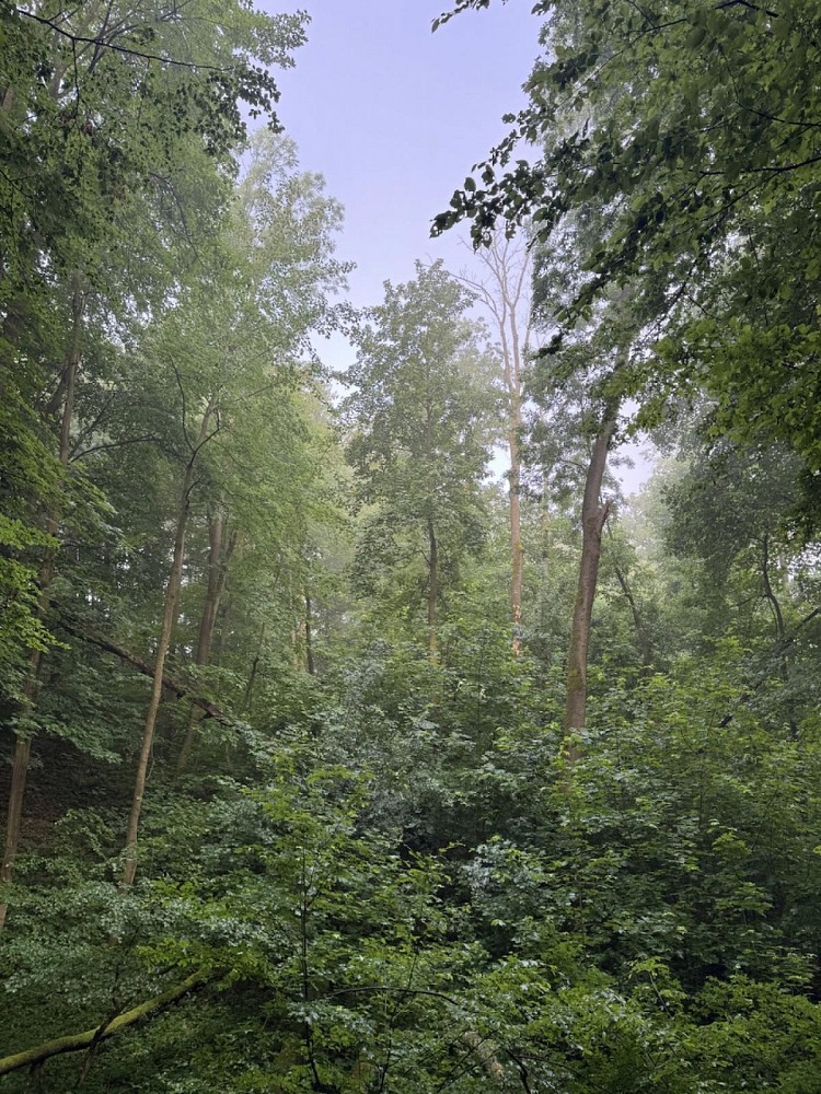 Les · Kelníky - 4