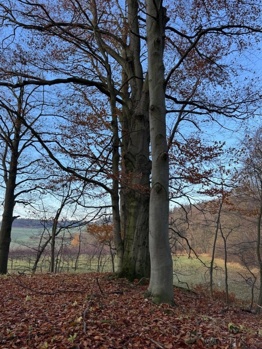 Prodej pozemek pro bydlení - Konice, 798 52