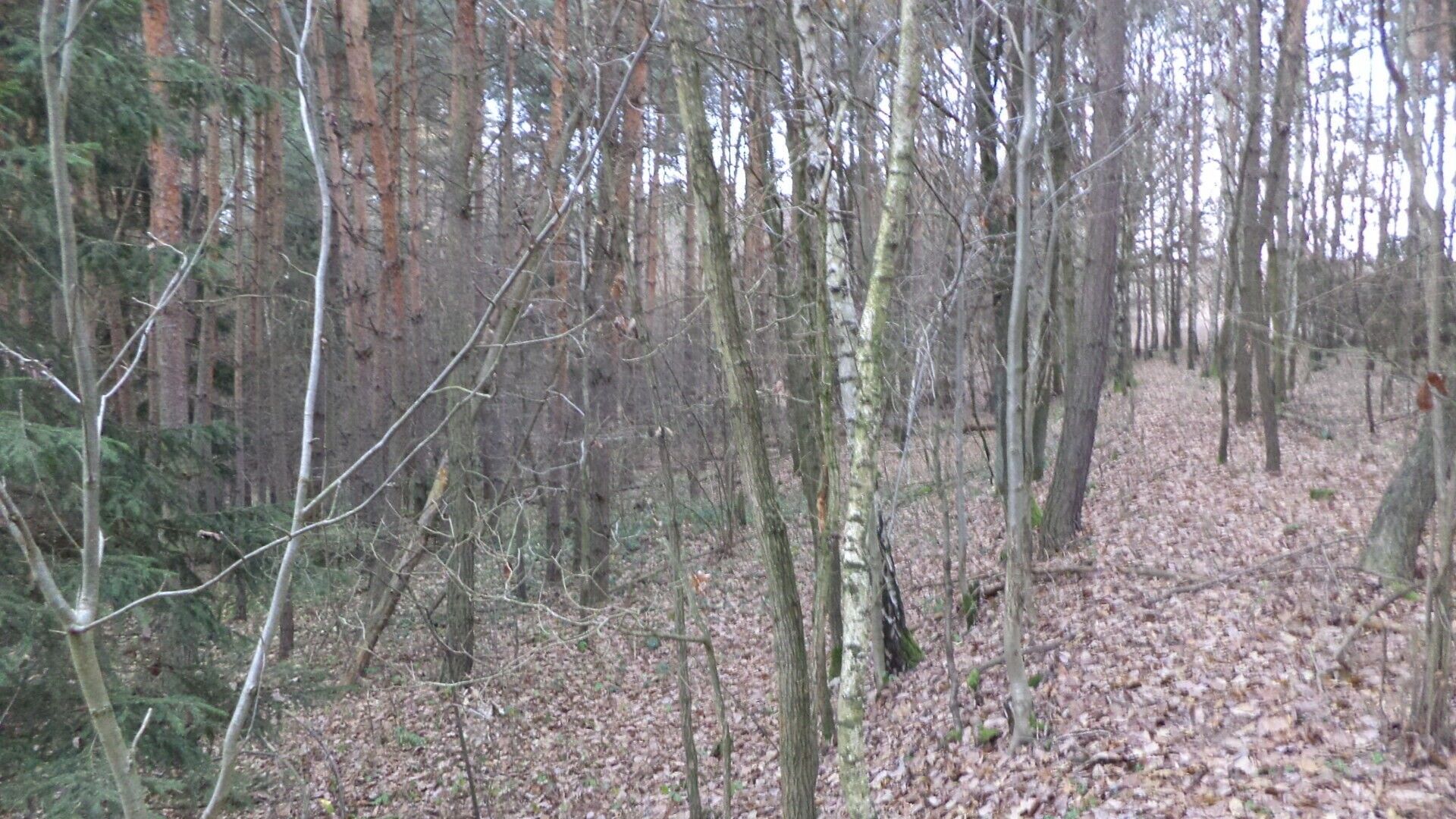 Les · 28 299 m² · Křečovice Nahoruby - 4