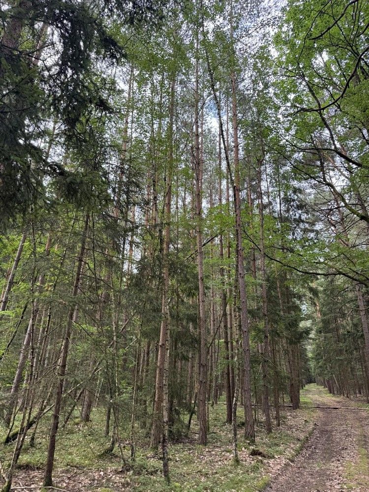 Les · Velešovice, okres Vyškov, Jihomoravský kraj - 4