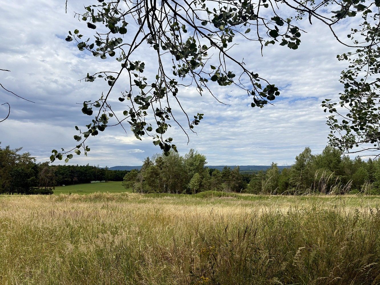 Louka · Rybníky - Libice, okres Příbram, Středočeský kraj - 4