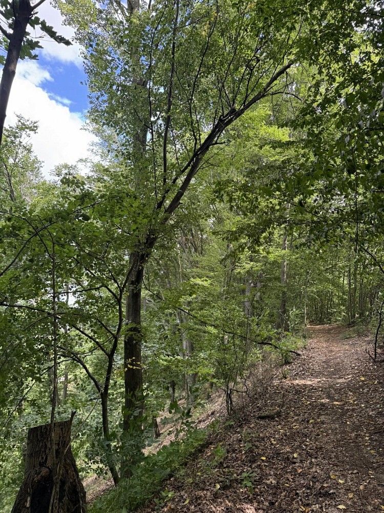 Prodej les - Nýřany, okres Plzeň-sever, Plzeňský kraj - 2