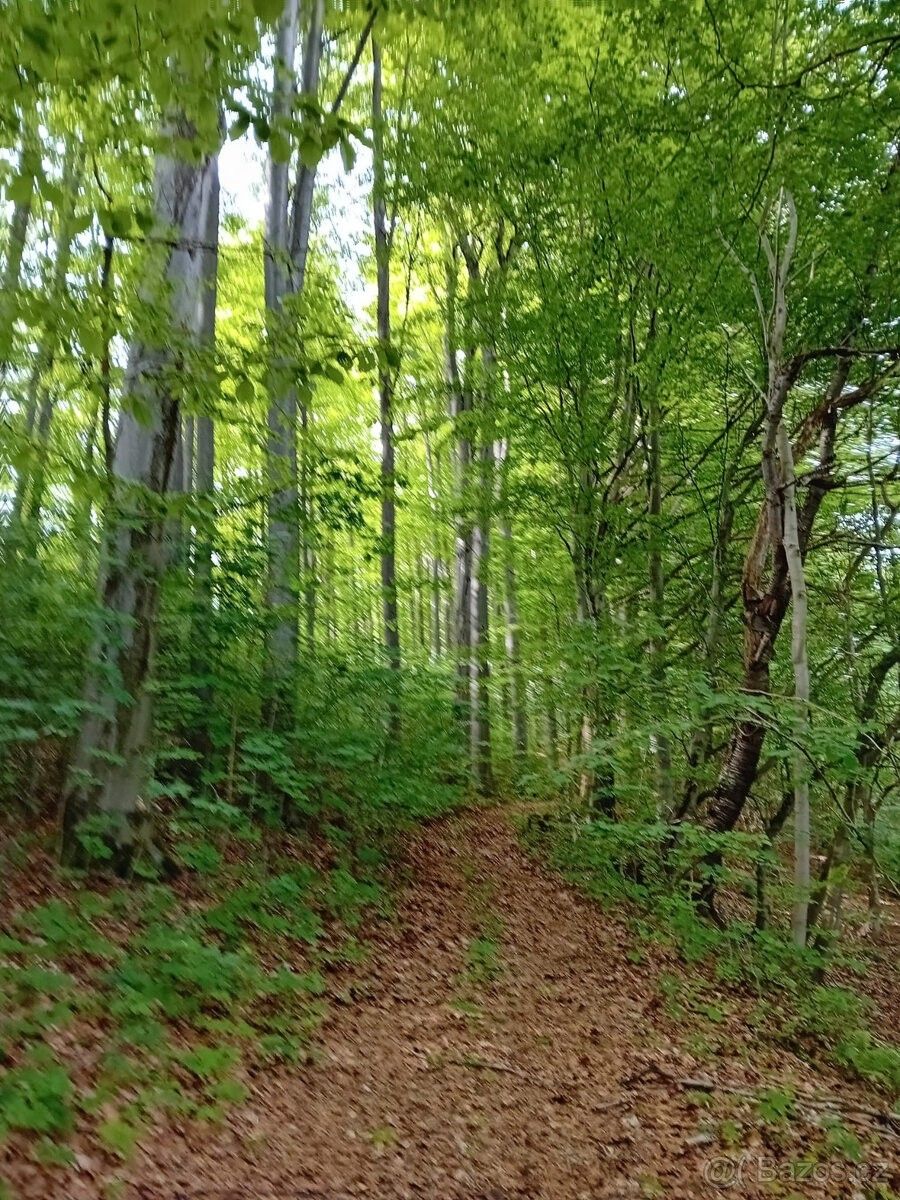 Prodej ostatní - Šumperk, 787 01 - 5