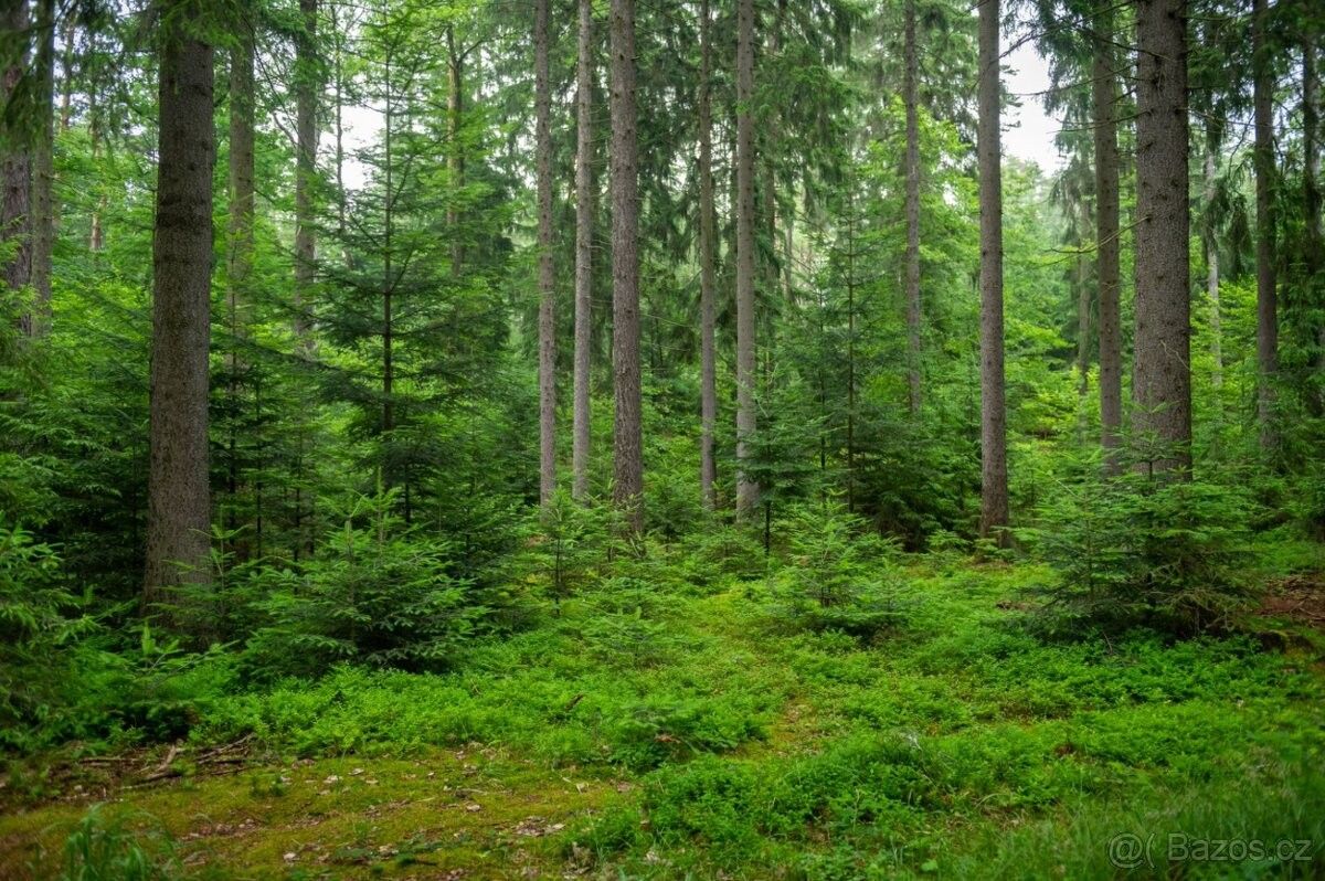 Lesy, Benešov u Prahy, 256 01, 5 363 m²