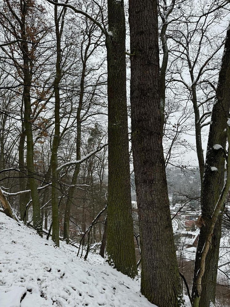 Les · Drnovice, okres Vyškov - 4