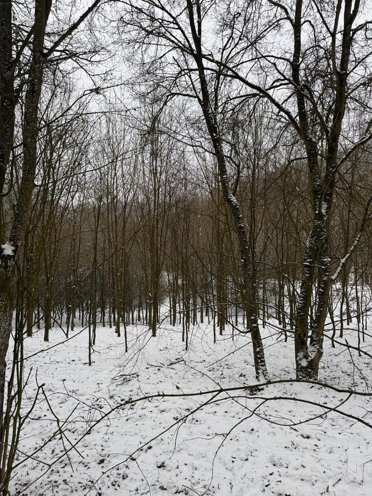 Lesy, Chotiměř - Buč, okres Litoměřice, Ústecký kraj - 2