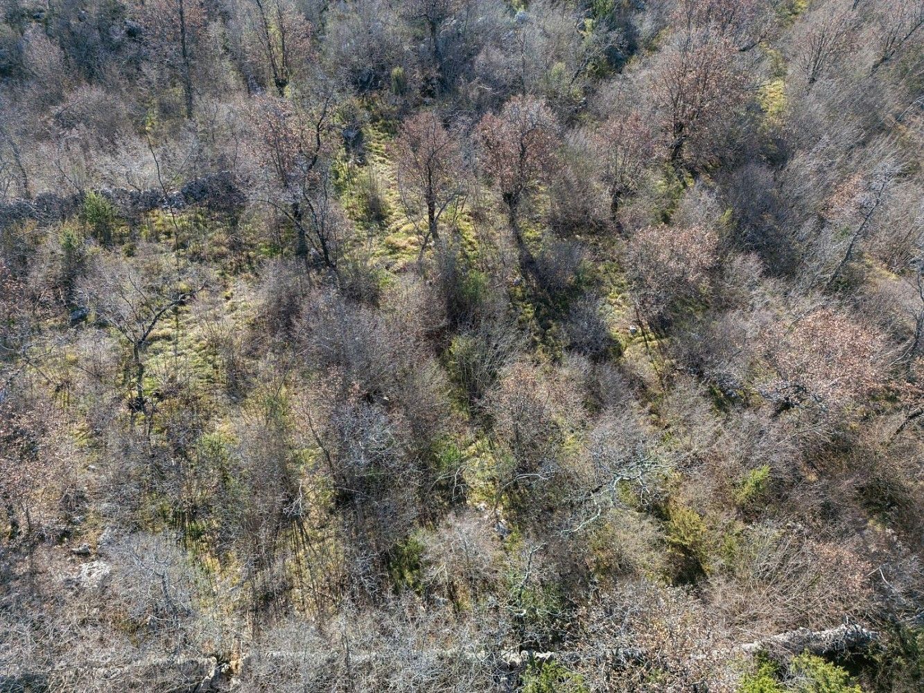 Prodej les - Krk, HR - 5