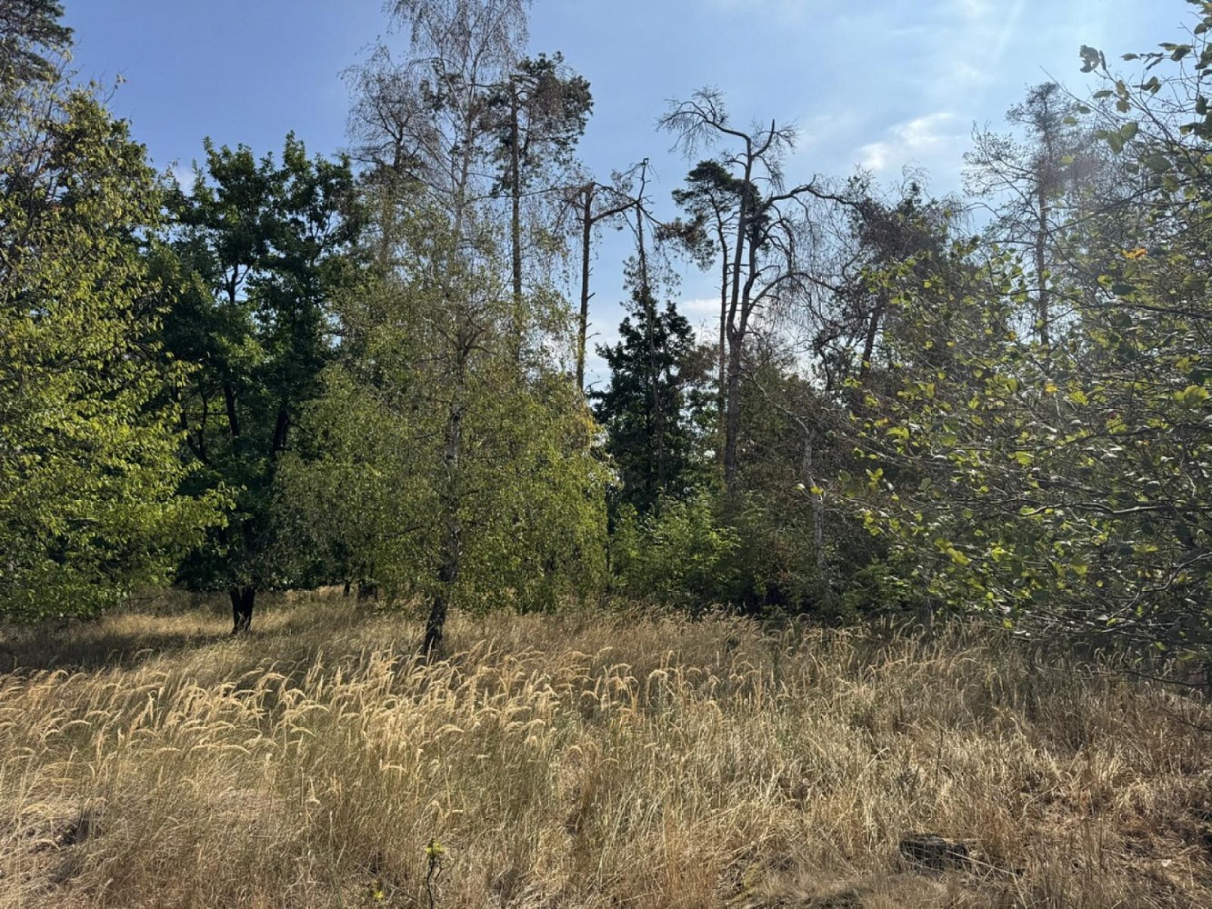 Prodej les - Sedlec - 1