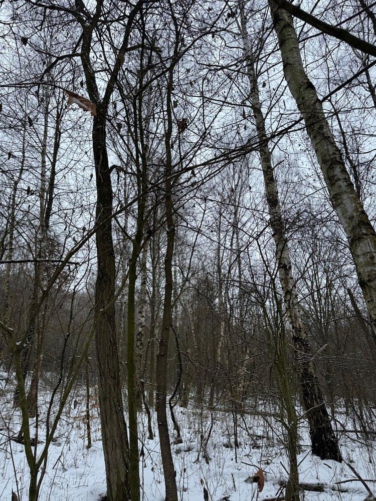 Lesy, Holubice - 1