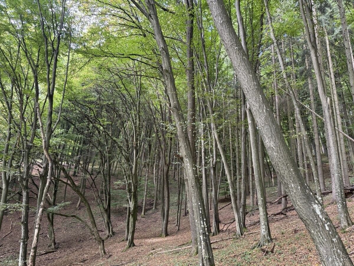 Prodej pozemek pro bydlení - Štítná nad Vláří, 763 33