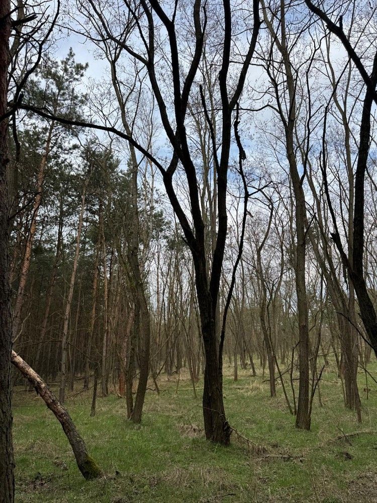 Prodej les - Račice, okres Litoměřice, Ústecký kraj - 2
