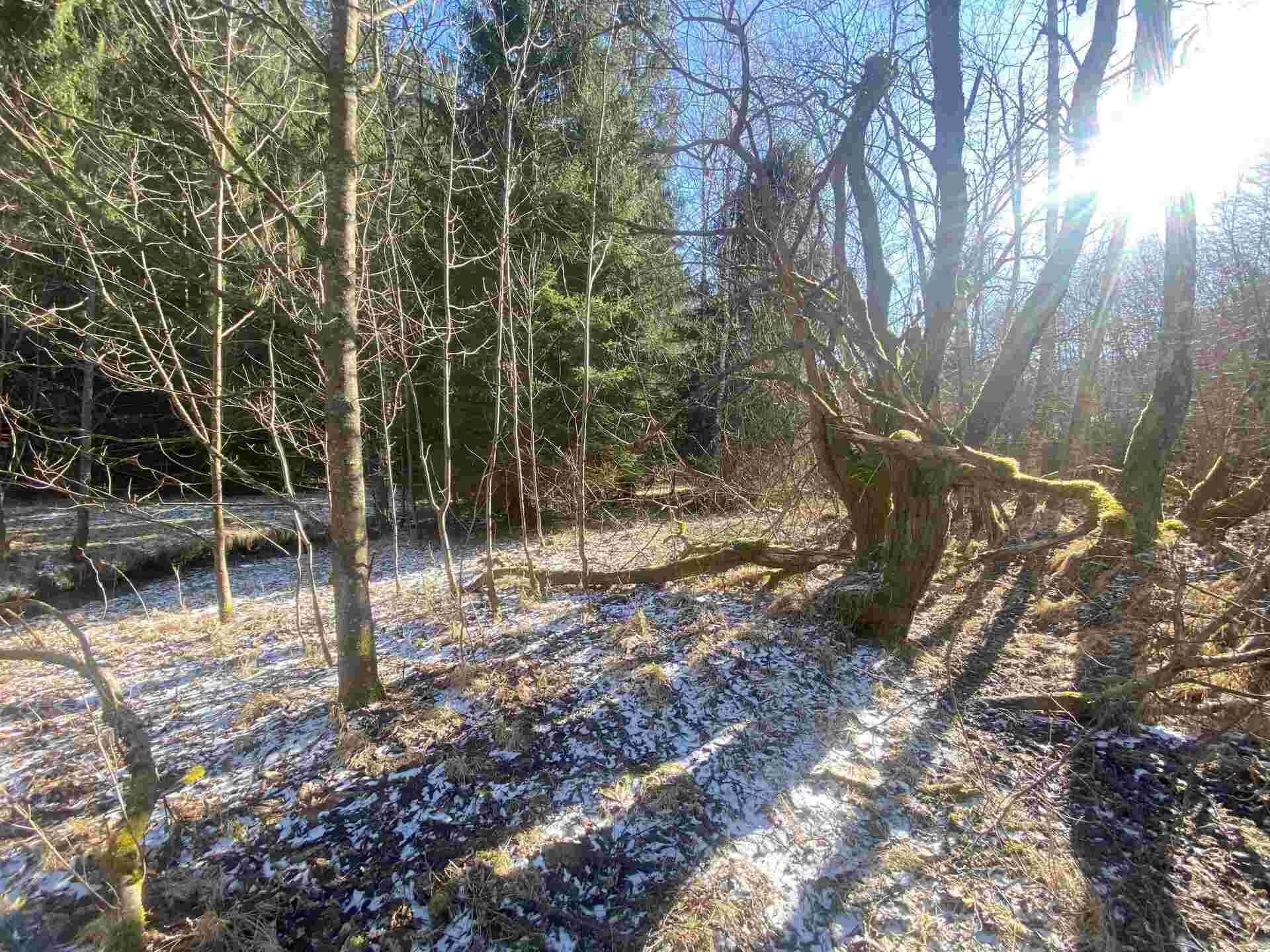 Pozemek · 10 377 m² · Čachrov Javorná - 3