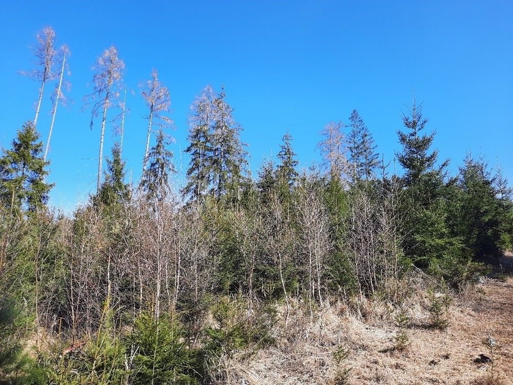 Prodej ostatní - Těmice u Kamenice nad Lipou, 394 96