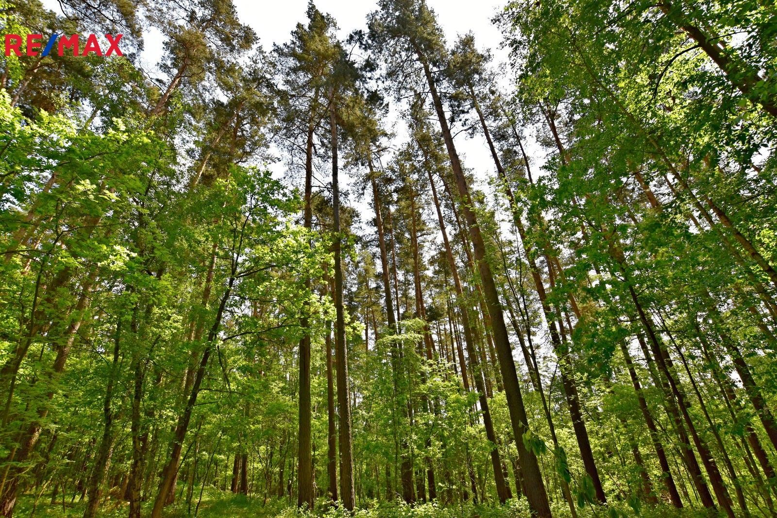 Prodej les - Olešnice, 6 930 m²