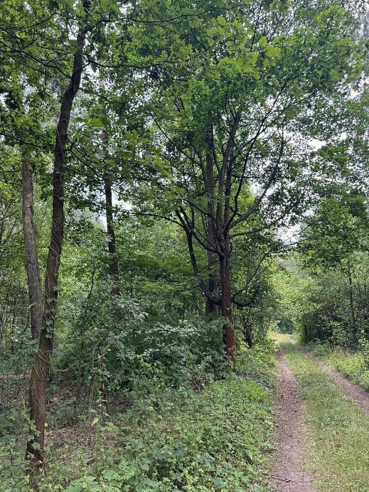 Lesy, Přelouč - Dolní Bělá, okres Pardubice, Pardubický kraj - 2