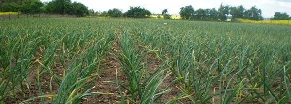 Pozemky pro bydlení, Hrochův Týnec, 538 62