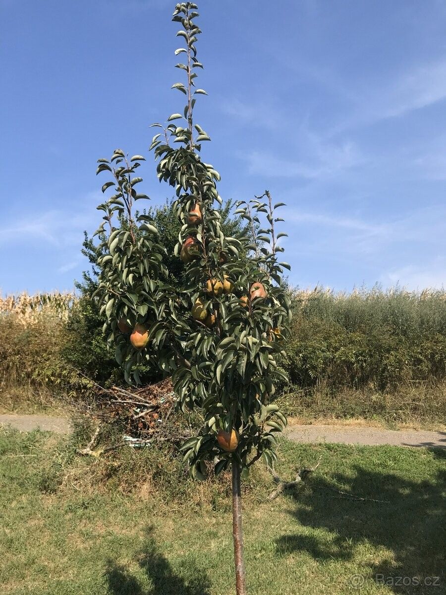 Ostatní, Svatobořice, 696 04