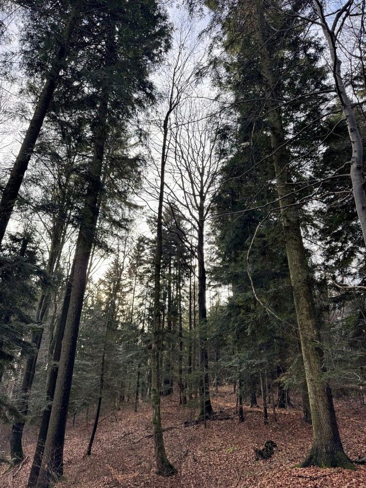 Lesy, Huslenky - Velešovice, okres Vsetín, Zlínský kraj