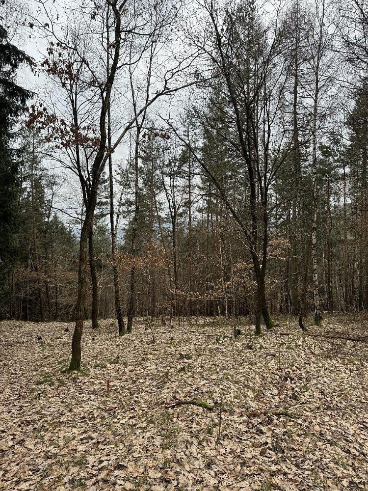 Lesy, Líšný - Potok, okres Jablonec nad Nisou, Liberecký kraj - 2