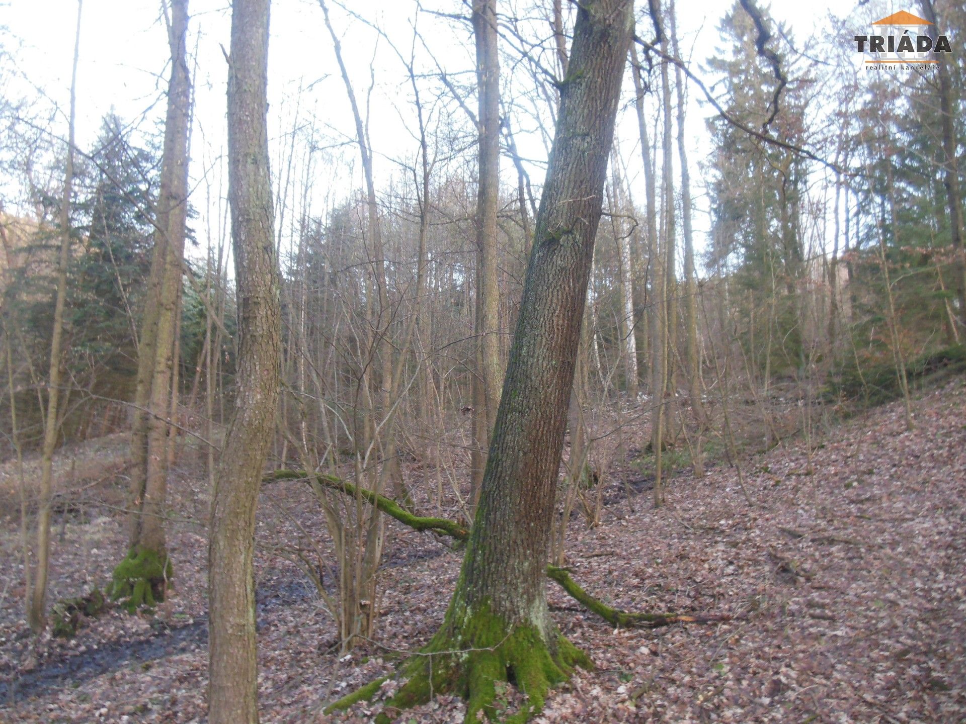 Les · 5 193 m² · Turnov - 3