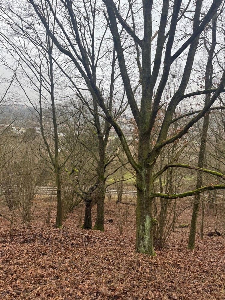 Les, 36 788 m²