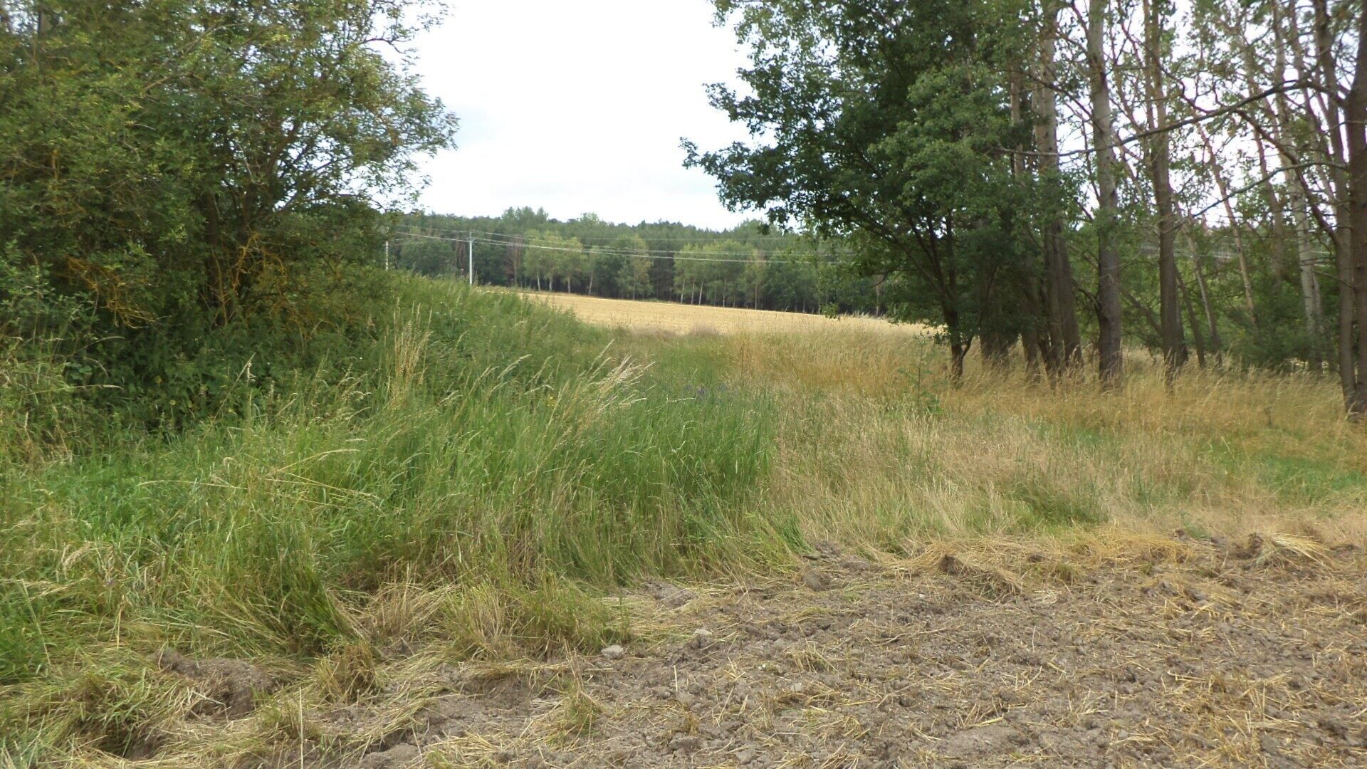 Zahrada · 1 100 m² · Heřmanova Huť Vlkýš - 3