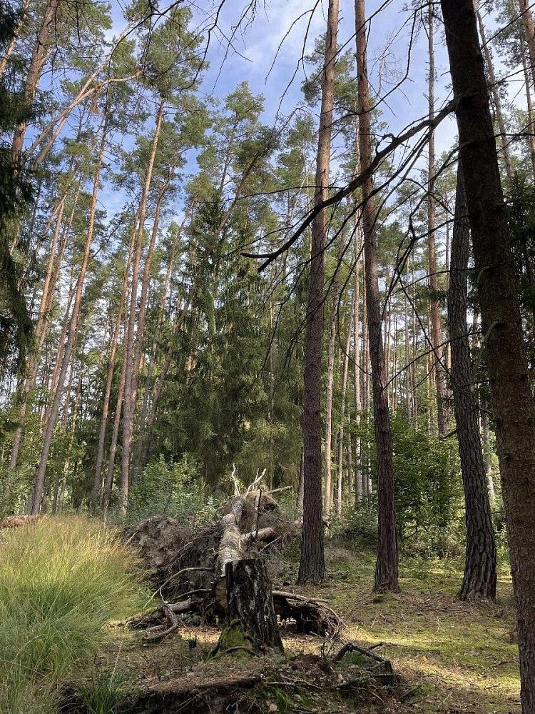 Prodej pozemek - Drahov - Bezvěrov, okres Tábor, Jihočeský kraj - 5