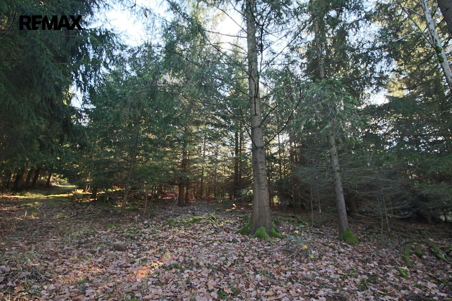 Les · Myslív, okres Klatovy, Plzeňský kraj - 4