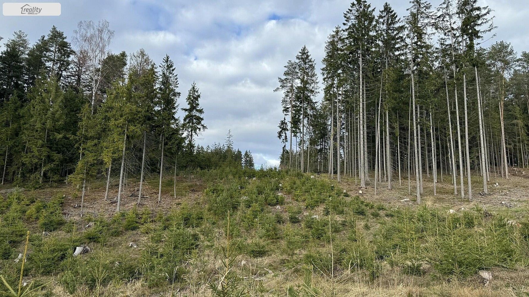 Les · Pecka - Staňkov, okres Jičín, Královéhradecký kraj - 3