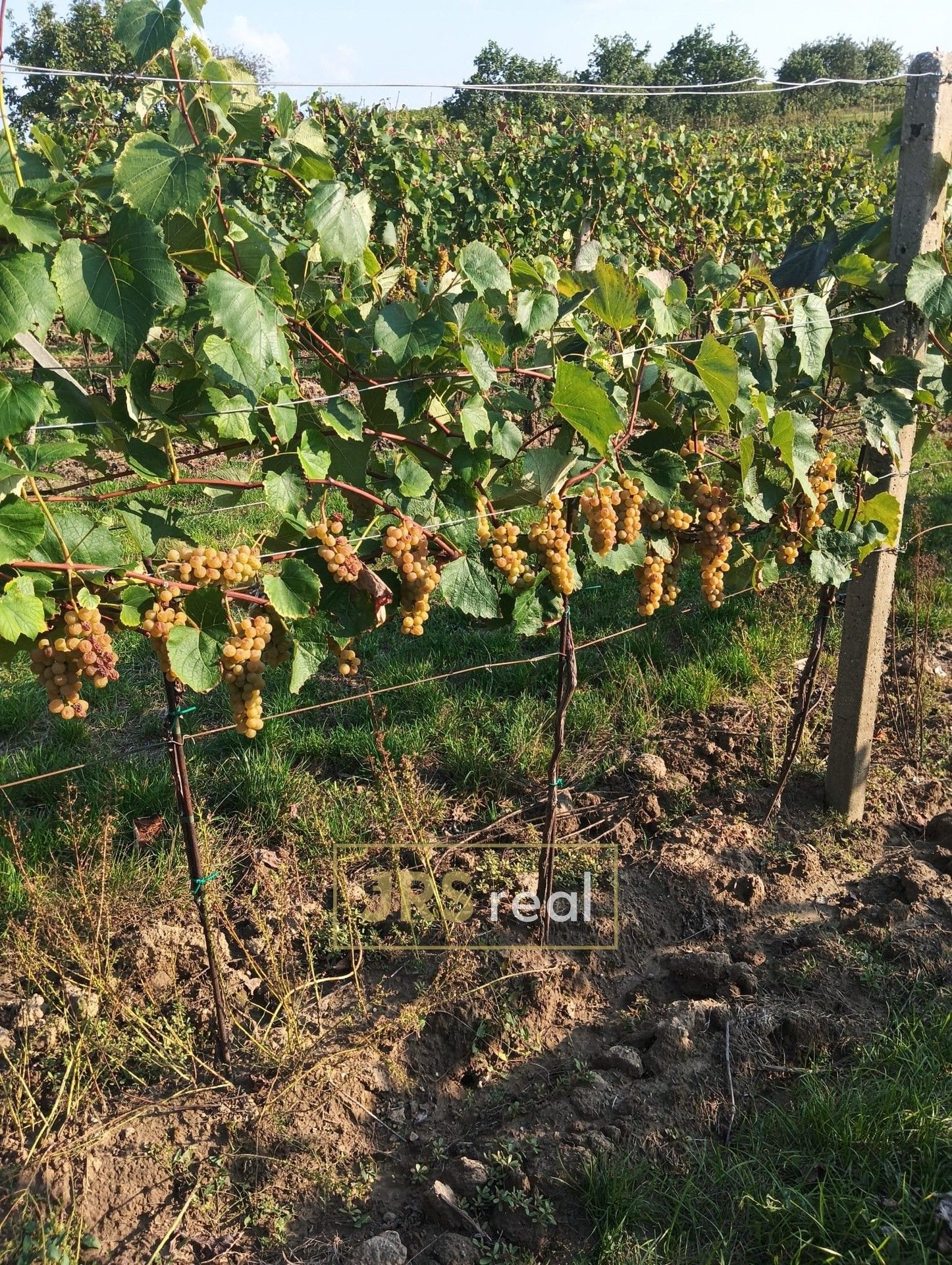 Prodej zemědělský pozemek - Mutěnice